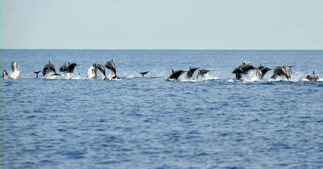 Week in Wildlife: Dolphins play on the sea in the Wakatobi district, Indonesia