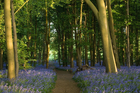 Seven wonders: Bluebells Cotton Manor, Northamptonshire
