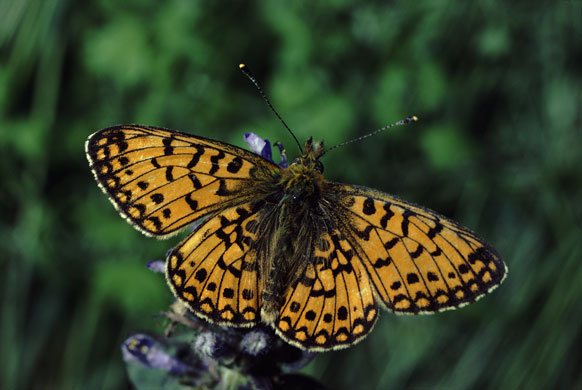 Seven wonders: Small pearl bordered fritillary