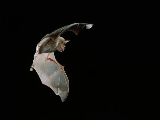 Seven wonders: Great Horseshoe Bat