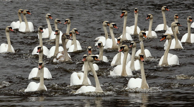 6 April 2009: Hamburg,  Germany: Swans are released from winter quarters