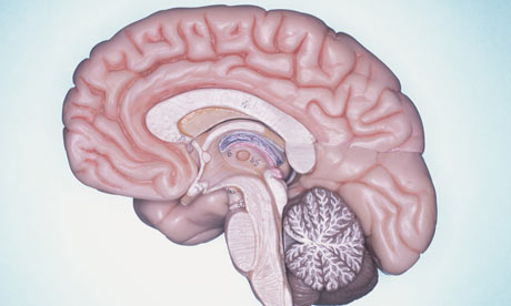 Cross section of the human brain