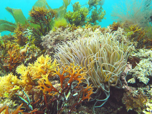 Underwater photography: Reef scene
