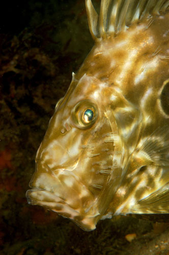 Underwater photography: John Dory