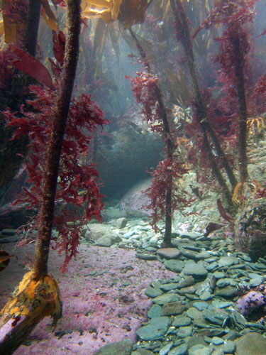 Underwater photography: Kelp forest