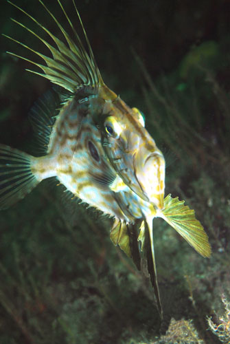 Underwater photography: John dory