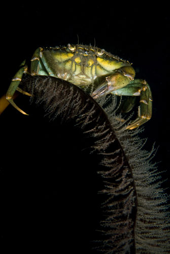 Underwater photography: Shore crab