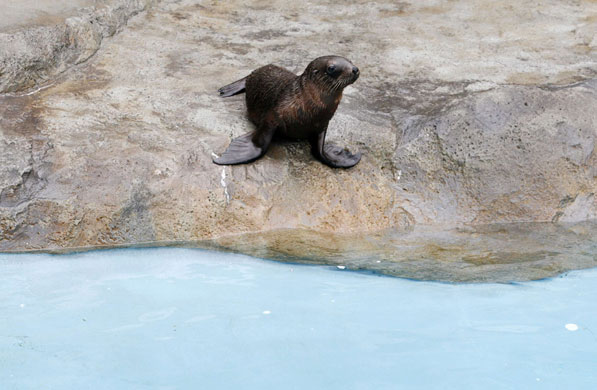 24 hours in pictures: 2-month-old sea lion in Taronga zoo