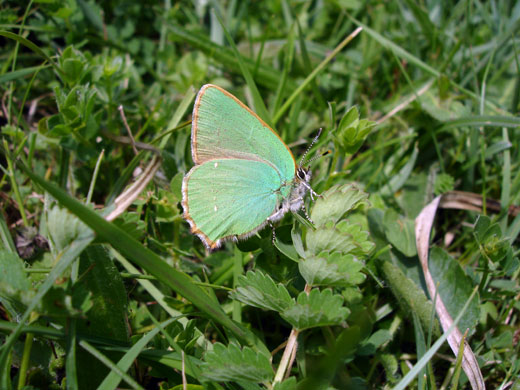Butterflies in decline: Green hairstreak