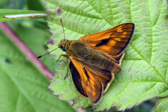 Butterflies in decline: Large skipper