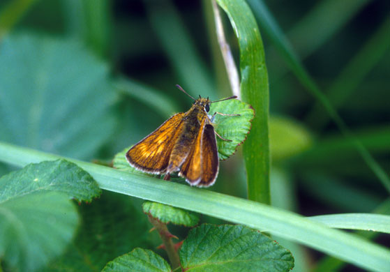 Butterflies in decline: Lulworth skipper