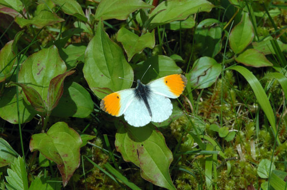 Butterflies in decline: Orange tip warburg