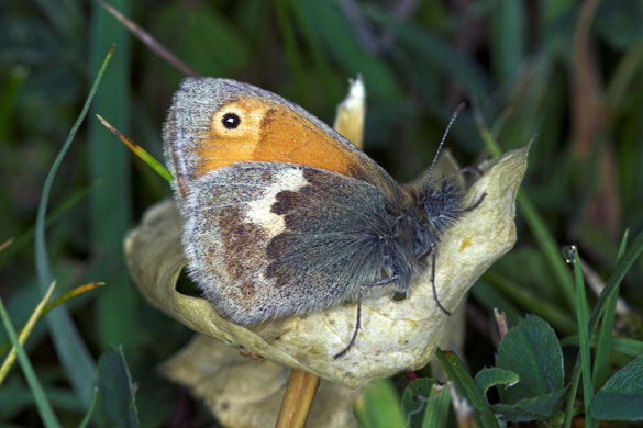 Butterflies in decline: Small heath