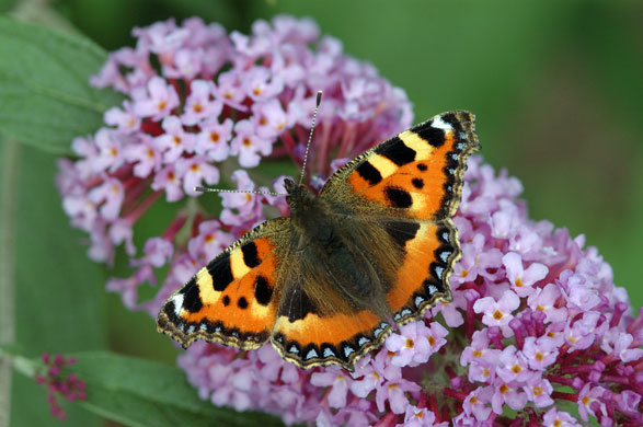 Butterflies in decline: Small tortoiseshell