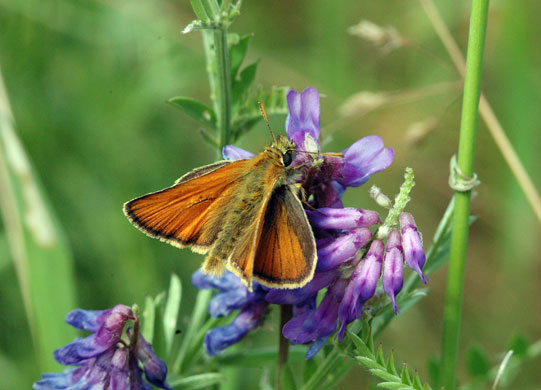 Butterflies in decline: Small skipper