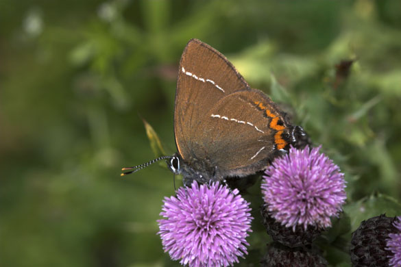 Butterflies in decline: White letter hairstreak