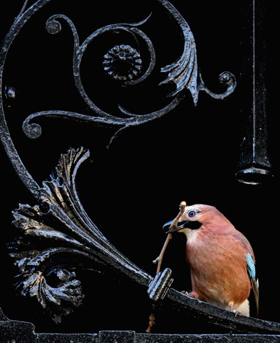 8 April 2009: London, UK: A jay gathers twigs from Downing Street