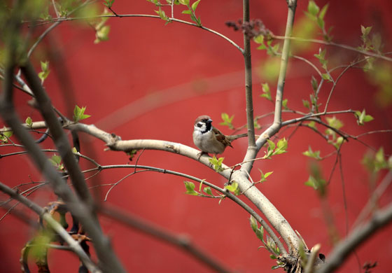 Week in wildlife: Beijing, China: Birds enjoy the warm sun of springtime
