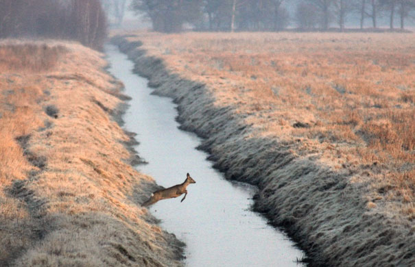 Week in wildlife: Shchorsy, Minsk: A deer jumps over an irrigation canal in a meadow