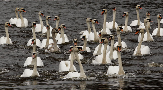 Week in wildlife: Hamburg, Germany: Swans swim off after being released from winter quarters