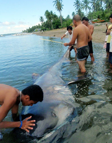 Week in wildlife: Donsol, Philippines: Experts document the length of a megamouth shark