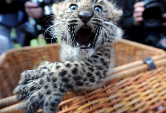 Week in wildlife: Hamburg, Germany: A North Chinese leopard