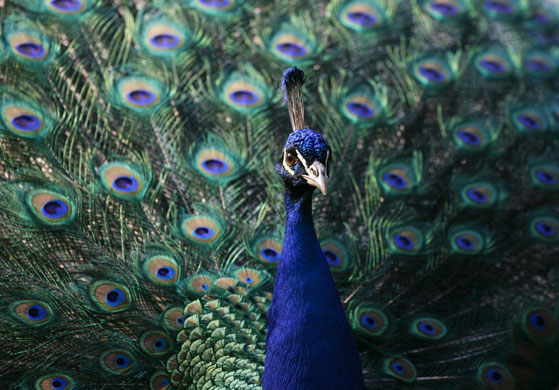 Week in wildlife: Warsaw, Poland: A peacock in Lazienki Park