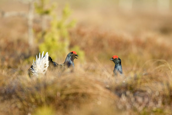 Week in wildlife: Kraitsy, Belarus: Black grouses court at a mating ground