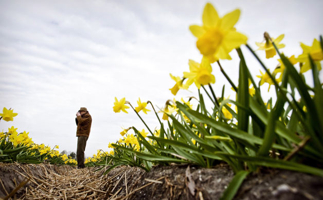 Week in wildlife: A man takes pictures of the daffodils in a field in near Heiloo
