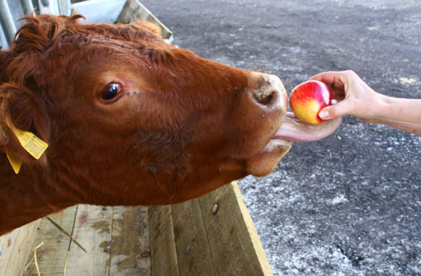 In Pictures: taste: Thomas Alexander