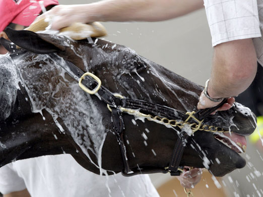 24sport: Derby hopeful Pioneer of the Nile