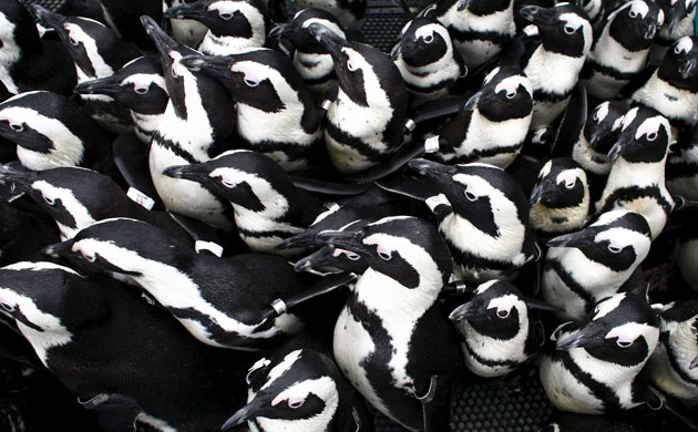 Week in wildlife: African penguins  from rehabilitation in Cape Town, South Africa