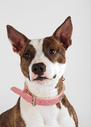Battersea Dogs Home Dogs Rehoming Gallery Battersea Dogs Home Dogs Rehoming Gallery