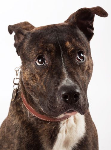 Battersea dogs home: Jinx, a Staffordshire Bull Terrier cross bitch at Battersea dogs home.