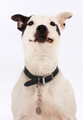 Battersea dogs home: Penny, a Staffordshire Bull Terrier bitch at Battersea dogs home