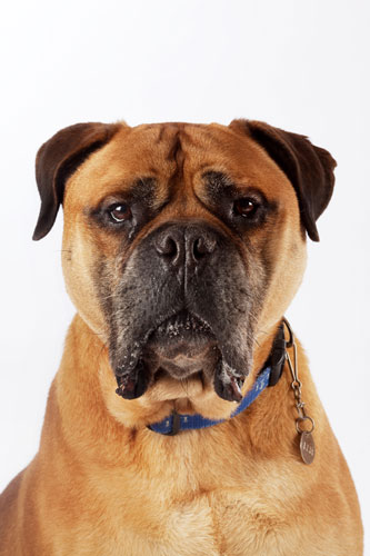 Battersea dogs home: Bert, a Bull Mastiff cross dog at Battersea dogs home.