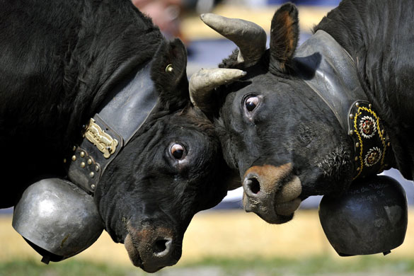 24 hours in pictures: Cows fight
