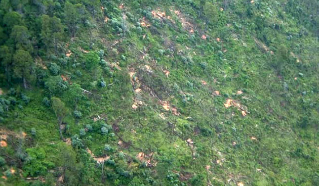 Kenya Aberdare Ranges: logging of indigenous trees