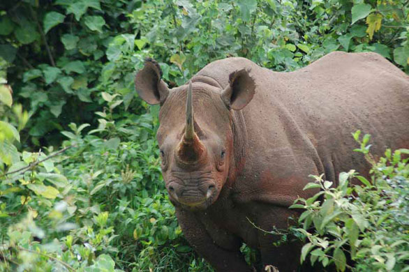 Kenya Aberdare Ranges: A rhino 