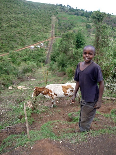 Kenya Aberdare Ranges: A young boy with a cow on the projected fence