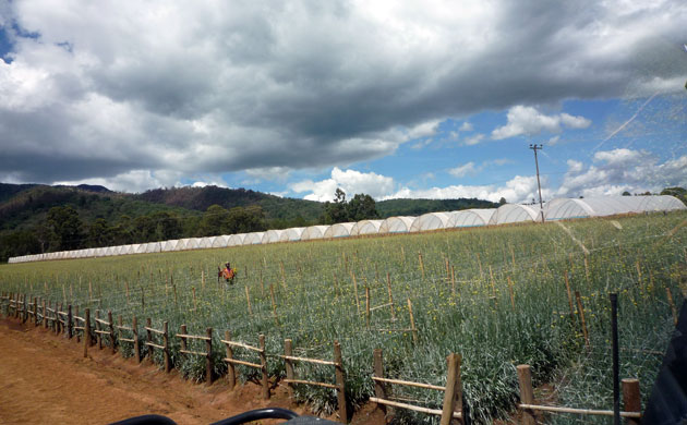 Kenya Aberdare Ranges: flower and vegetable  farm 