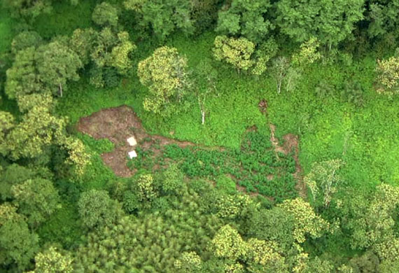 Kenya Aberdare Ranges: marijuana cultivation