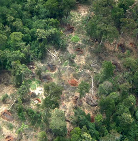 Kenya Aberdare Ranges: charcoal production