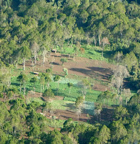 Kenya Aberdare Ranges: cultivated fields in indegenous forests