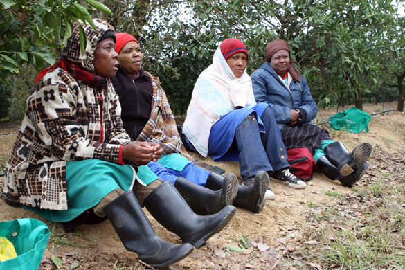 Tesco fruit farms: Casual workers sit in the orchards while they wait for bad weather to pass