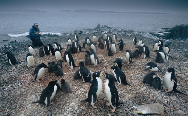 Climate change scientist : Global Warming: Bill Fraser on Litchfield Island, Antarctica