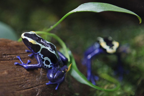 12 May 2009: Washington, US: Dyeing poison dart frogs at the National Zoo