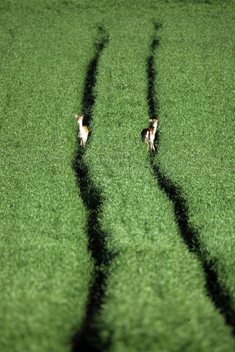 12 May 2009: Watlington, UK: Two young fallow deer make their way across a farmers field