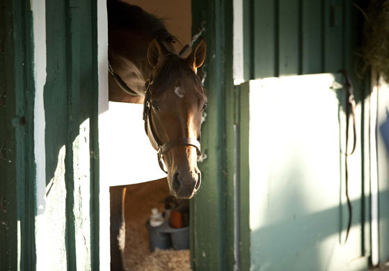 24sport: Kentucky Derby winner Mine That Bird