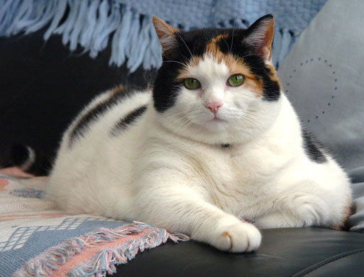 Overweight pets: 2006: Seven year old Honey, weighing 3 stone in Bournemouth